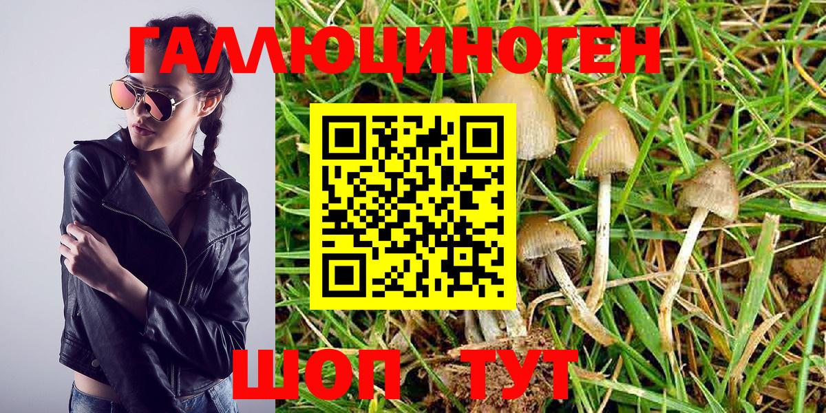 Псилоцибиновые грибы Psilocybine cubensis  Вход с VPN  Абакан 